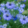 Strong Black Seed Oil -1 Litre - Epic nature
